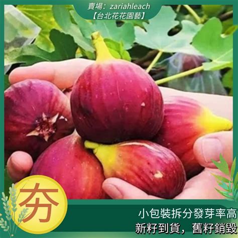 無花果樹種植|【無花果樹種植】「無花果樹種植的極致指南：全面掌。